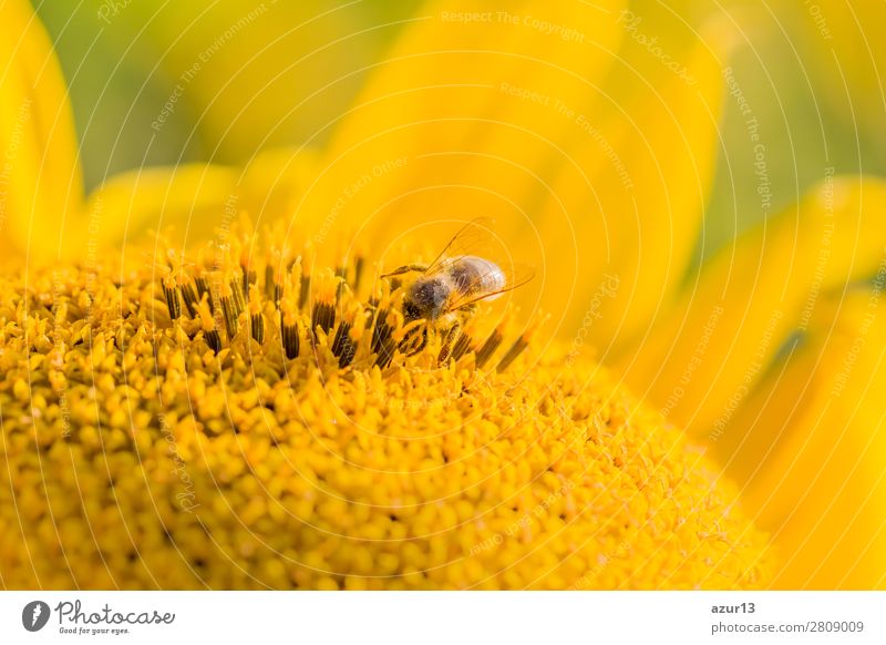 Honey bee covered with yellow pollen collecting sunflower nectar Summer Environment Nature Animal Sun Spring Climate Climate change Weather Beautiful weather