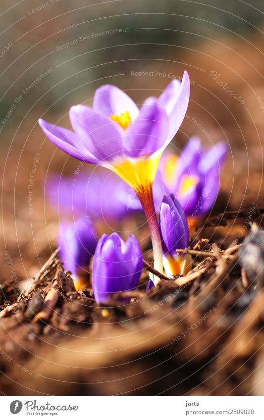 spring III Plant Spring Beautiful weather Flower Blossom Garden Blossoming Natural Violet Nature Crocus Colour photo Multicoloured Exterior shot Close-up