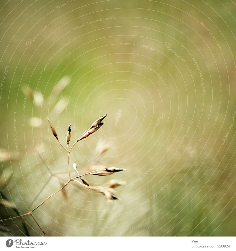 crawling grass Nature Plant Summer Grass Grass blossom Blade of grass Meadow Bright Yellow Green Colour photo Subdued colour Exterior shot Copy Space right Day