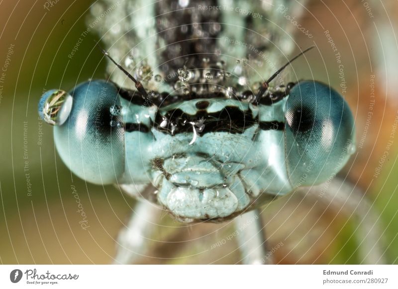 Portrait Blue Darter Dragonfly Nature Meadow Lakeside Wild animal Southern hawker 1 Animal Drop Compound eye Smiling Moody Uniqueness Macro (Extreme close-up)