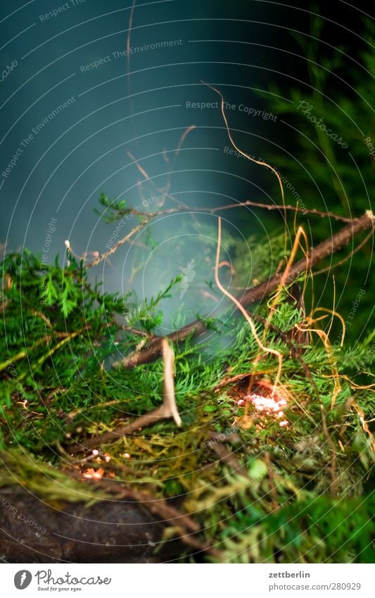 fiery Garden Night life Environment Nature Plant Summer Climate Warmth Leaf Foliage plant Park Hot Dangerous Transience Fire Thuja Branch Twig Burn Spark Smoke