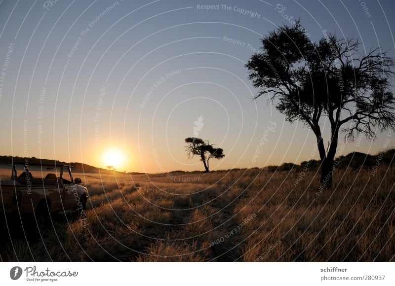 sundowning Environment Nature Landscape Plant Cloudless sky Sun Sunrise Sunset Sunlight Tree Grass Desert Calm Steppe Silhouette Back-light Safari Namib desert