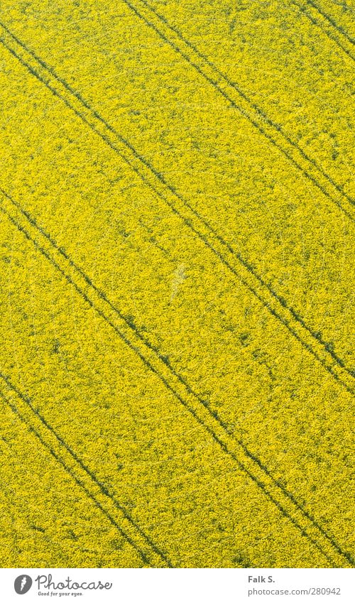 precision Agriculture Forestry Environment Spring Beautiful weather Plant Blossom Agricultural crop Canola Canola field Oilseed rape cultivation Field Simple