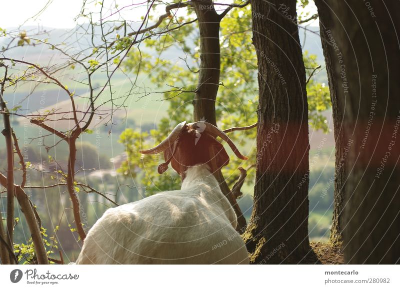 goatee beard from behind... Environment Nature Landscape Plant Sun Summer Beautiful weather Tree Grass Bushes Forest Animal Farm animal Pelt Goats 1 Fat