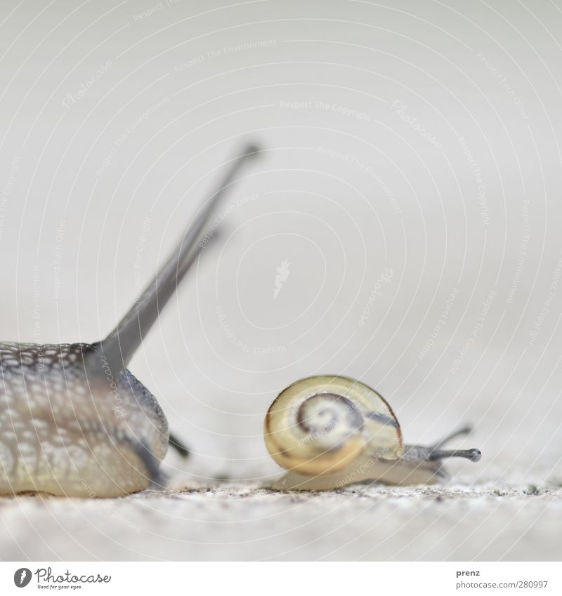 Two snails Environment Nature Animal Wild animal Snail 2 Gray Feeler Snail shell Mollusk Macro (Extreme close-up) Close-up Colour photo Exterior shot Deserted