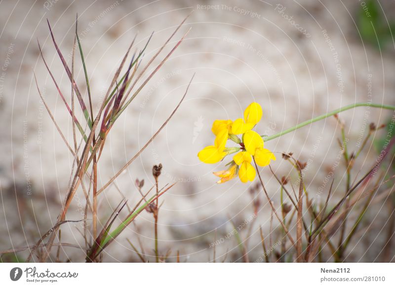 yellow Environment Nature Plant Earth Sand Flower Bushes Blossom Wild plant Coast Lakeside River bank Beach Yellow Colour photo Exterior shot Close-up Detail