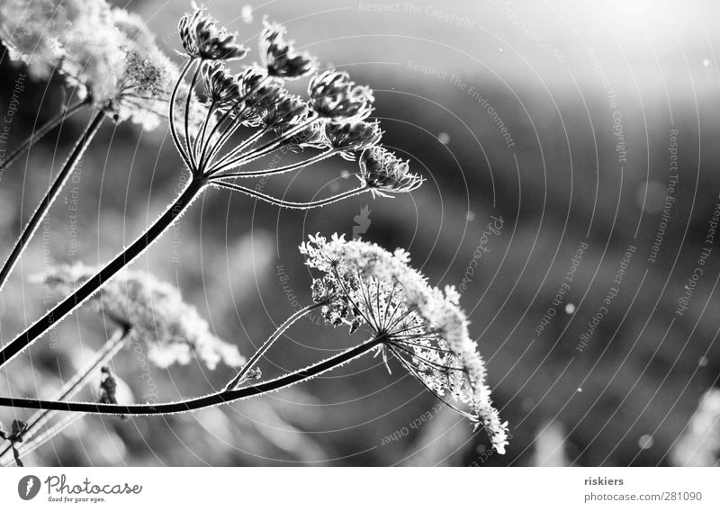 another daydream Environment Nature Landscape Sunlight Summer Wild plant Meadow Field Spring fever Dream Idyll Black & white photo Exterior shot Deserted