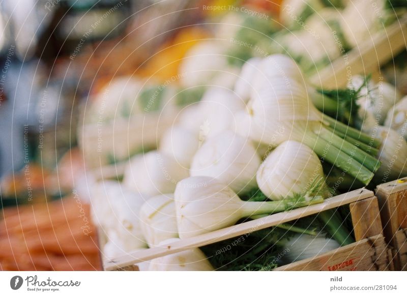 Fresh fennel Food Vegetable Fennel Nutrition Organic produce Vegetarian diet Healthy Green White Greengrocer Markets Sell Box of fruit Colour photo