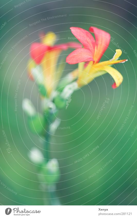Red Yellow Green Plant Flower Orchid Exotic Feminine Beautiful Colour Delicate Exterior shot Detail Macro (Extreme close-up) Deserted Copy Space bottom Day Blur