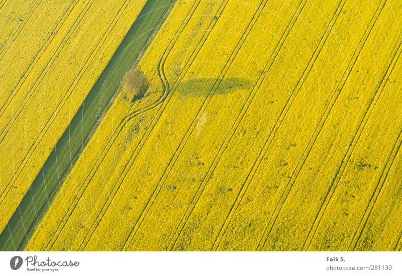 divergence Agriculture Forestry Environment Plant Spring Beautiful weather Tree Grass Agricultural crop Canola Field Line Arch Esthetic Infinity Warmth Yellow