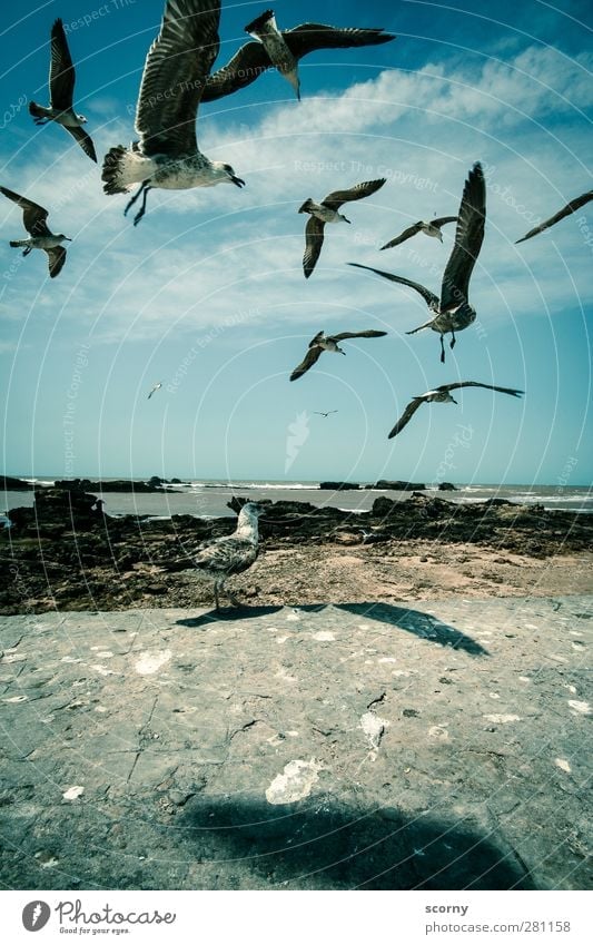 The seagulls Freedom Sightseeing City trip Summer Ocean Waves Environment Animal Air Sky Clouds Beautiful weather Coast Fishing village Small Town Wild animal