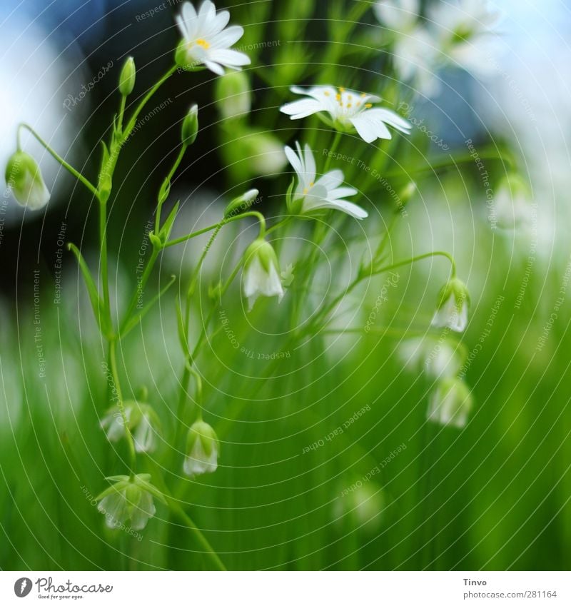 Happy birthday to Lu! Nature Plant Spring Summer Beautiful weather Flower Grass Blossom Wild plant Happiness Fresh Small Blue Green White Delicate Light green