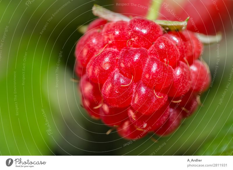 raspberry Food Fruit Raspberry Nutrition Nature Plant Summer Bushes Agricultural crop Garden Field Eating To enjoy Fragrance Fresh Healthy Delicious