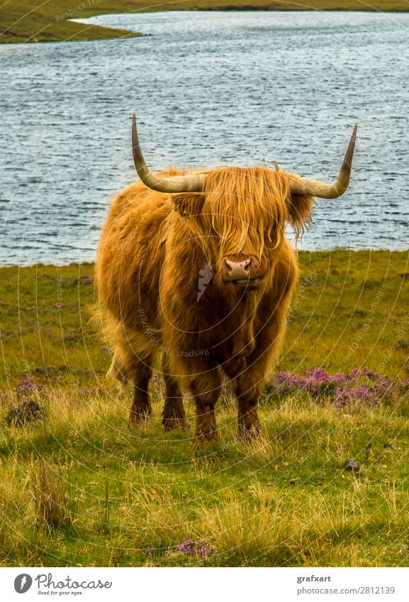 Scottish Highland Cattle - Altina Wildlife Park