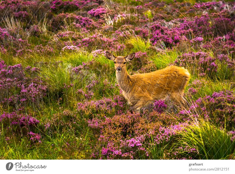 Young stag in picturesque landscape in Scotland Baby Flower Loneliness Great Britain Heather family Highlands Deer Fawn Hunting Baby animal Landscape Nature