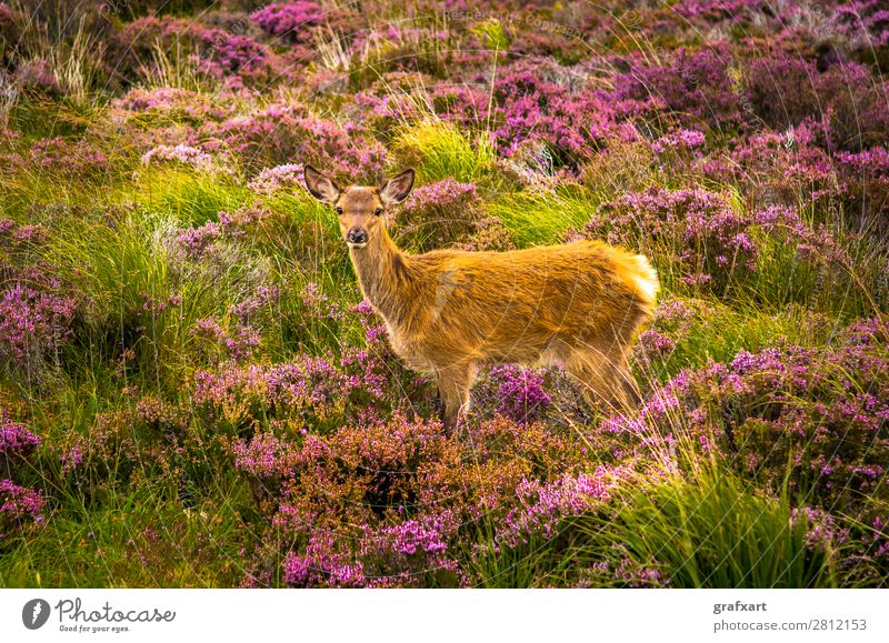 Young stag in picturesque landscape in Scotland Baby Flower Loneliness Great Britain Heather family Highlands Deer Fawn Hunting Baby animal Landscape Nature