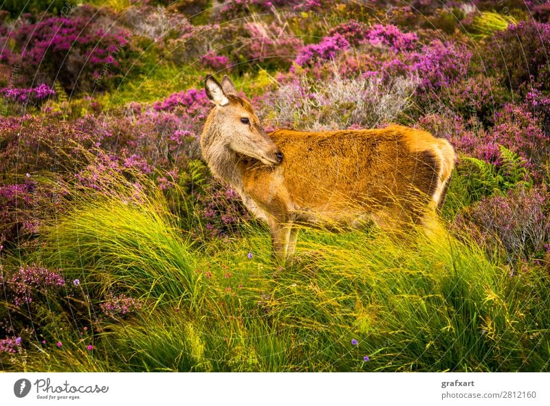 Deer cow in the Highlands of Scotland biodiversity Flower Great Britain habitat Heather family Hind Hunting Landscape Picturesque Sustainability Nature