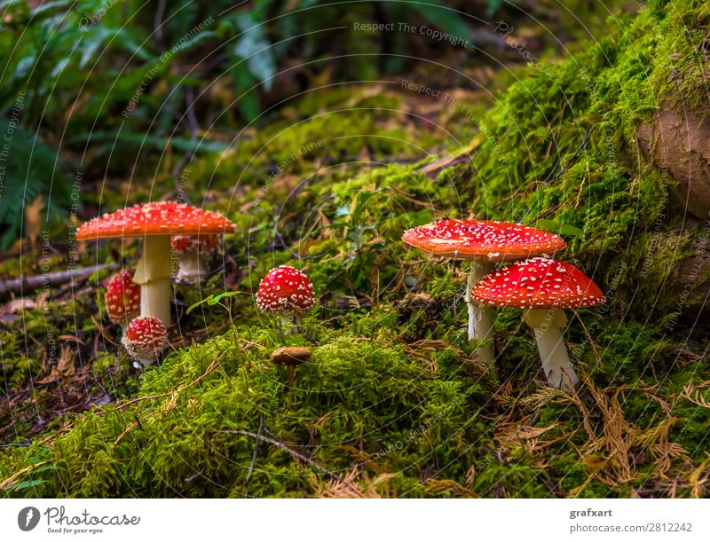 Group with toadstools on mossy forest soil Amanita mushroom Eating Dangerous Risk Spotted Poison Happy Good luck charm Intoxicant Hat cap Fairy tale Moss Nature