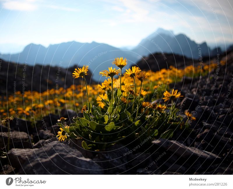 yellow light Nature Landscape Plant Sunlight Summer Flower Leaf Blossom Rock Alps Mountain Peak Authentic Exceptional Fragrance Exotic Infinity Beautiful