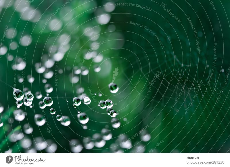 water pearls Nature Animal Drops of water Rain Spider's web Reticular Illuminate Authentic Simple Glittering Small Wet Green Esthetic Delicate Fine Suspended