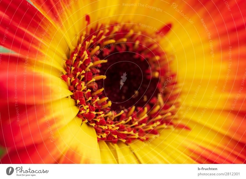 Flower close-up, Gerbera Sunlight Summer Plant Blossom Garden Friendliness Happiness Fresh Positive Beautiful Yellow Red Happy Joie de vivre (Vitality) Joy