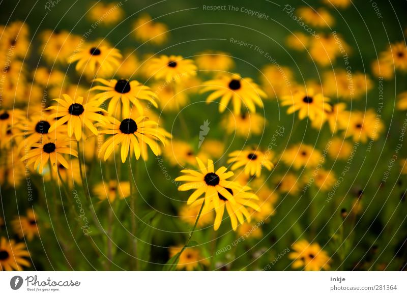 black-yellow-green Plant Summer Flower Blossom Herbaceous plants Garden Blossoming Growth Thin Long Beautiful Many Yellow Green Black Idyll Nature Colour photo