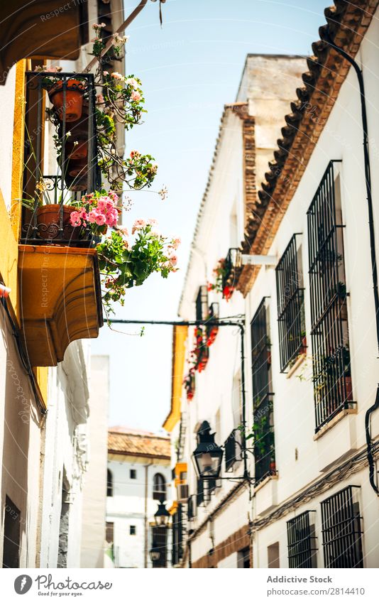 Street of jewish quarter in Cordoba, Spain cordova Old Walking Exterior shot Narrow historical Town Flower White Vacation & Travel Vantage point Neighborhood