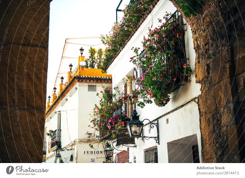 Street of jewish quarter in Cordoba, Spain cordova Old Walking Exterior shot Narrow historical Town Flower White Vacation & Travel Vantage point Neighborhood