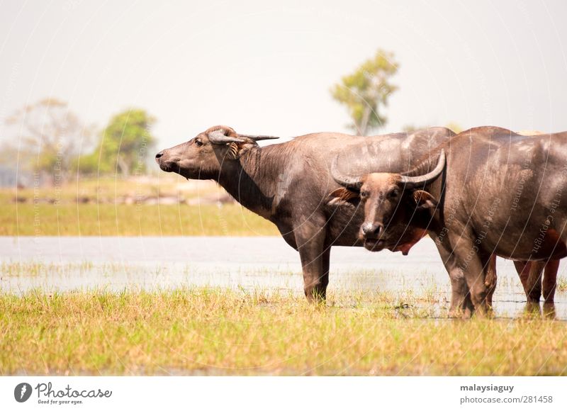 buffaloes Nature Animal Field Farm animal Cow Animal face 2 Looking Wait Colour photo Close-up Deserted Isolated Image Day Shallow depth of field Long shot