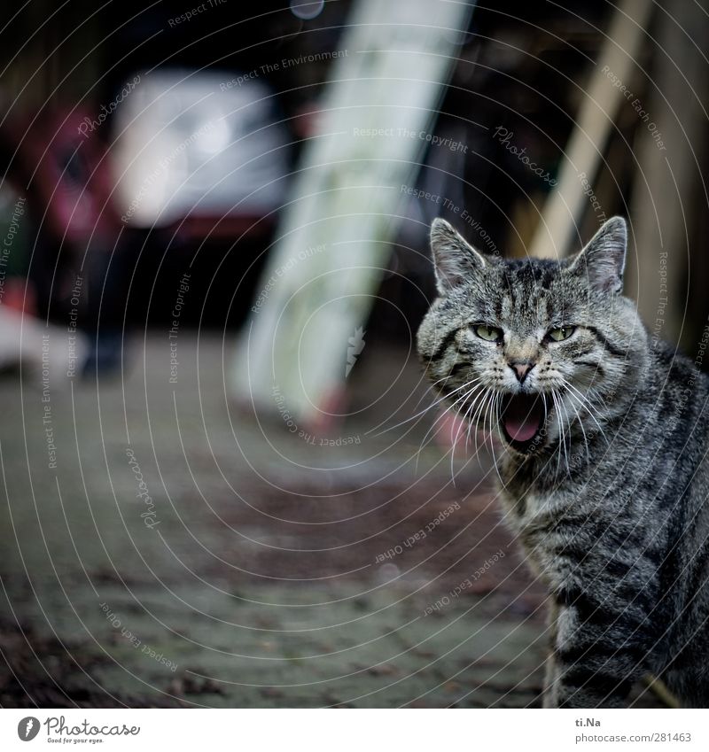 You got me. You got me. Spring Summer Garden Pet Cat Domestic cat 1 Animal Looking Astute Funny Wild Yawn Colour photo Subdued colour Exterior shot Close-up