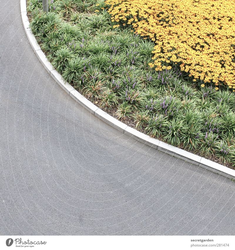 Curvy things. Curvy things. Environment Nature Plant Summer Flower Grass Transport Traffic infrastructure Street Lanes & trails Road junction Bright Round Clean