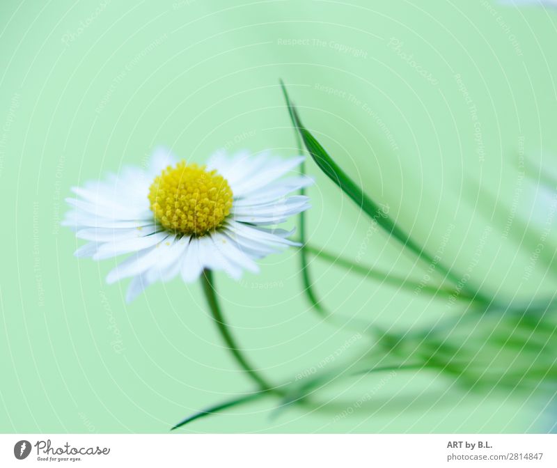 rise again Environment Nature Plant Flower Grass Yellow Green White Colour photo Exterior shot Close-up Detail Macro (Extreme close-up) Copy Space top Morning