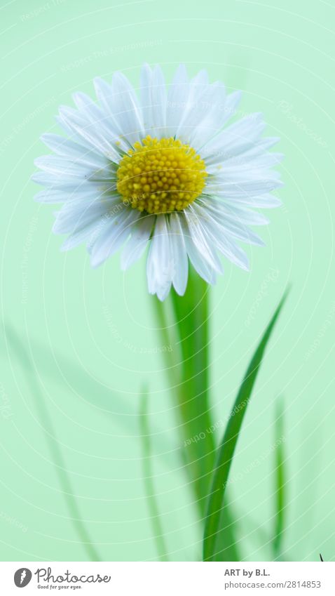 Daisy Portrait Environment Nature Plant Spring Summer Autumn Flower Blossom Elegant Free Friendliness Fresh Healthy Happy Small Natural Positive Soft Yellow
