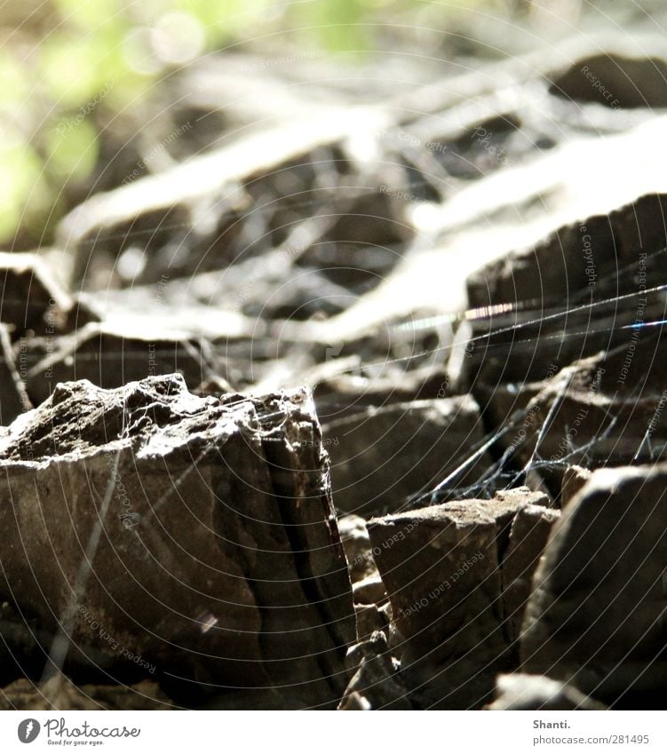 Network Environment Nature Elements Beautiful weather Plant Mountain Stone Line Old Tug-of-war Dirty Thin Sharp-edged Near Natural Dry Under Gray Green White