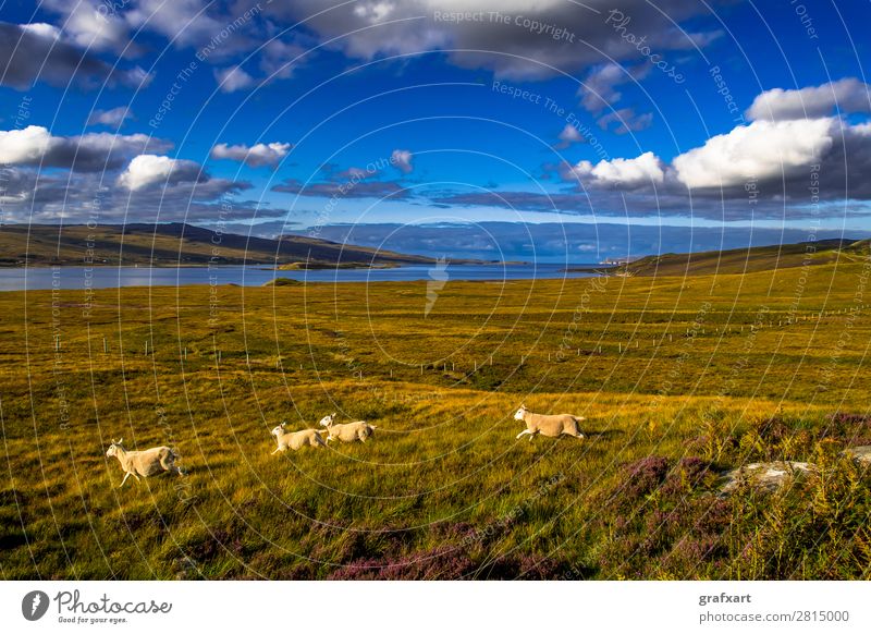 Landscape with flock of sheep at Loch Eriboll in Scotland Atlantic Ocean turniness Escape Great Britain Herd Background picture Coast Lamb Agriculture Walking