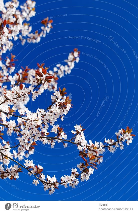 cherry blossom under blue sky Lifestyle Happy Sun Nature Plant Elements Sky Spring Climate Weather Tree Flower Blossom Authentic Blue Pink White cherry bossom