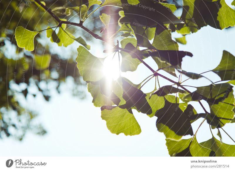 for the brain Nature Plant Tree Leaf Foliage plant Ginko Illuminate Natural Green Healthy Alternative medicine Brain and nervous system Colour photo