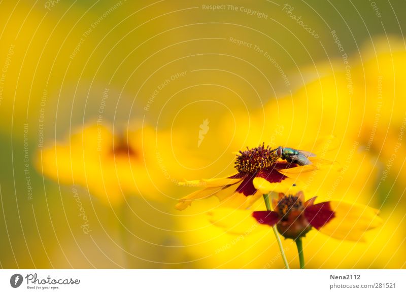 In a yellow world... Nature Plant Flower Meadow Animal Fly 1 Yellow Summer Summery Summer's day Summerflower Summerflowerbed Flower meadow Colour photo