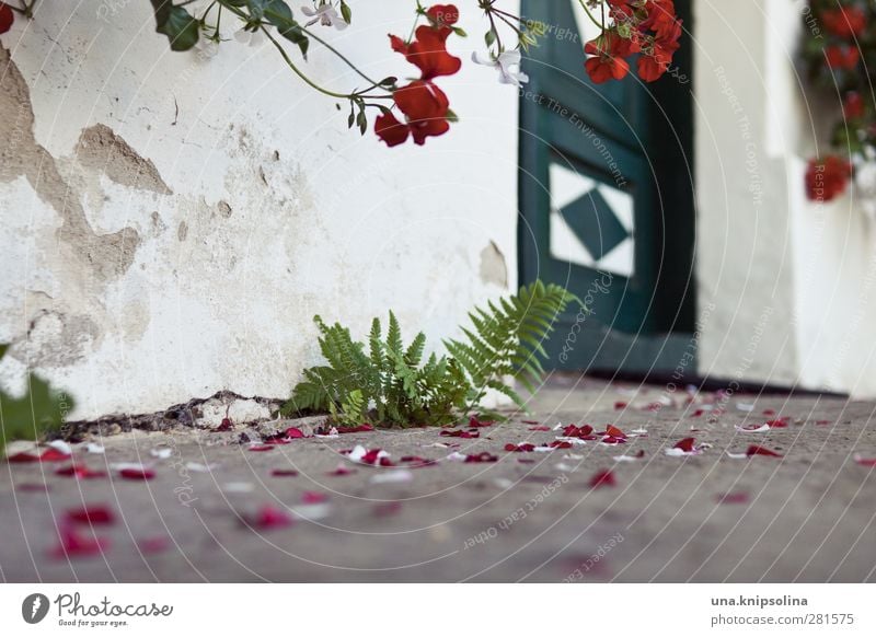 In front of the door House (Residential Structure) Plant Flower Fern Geranium Wall (barrier) Wall (building) Door Blossoming Faded Ground Tradition