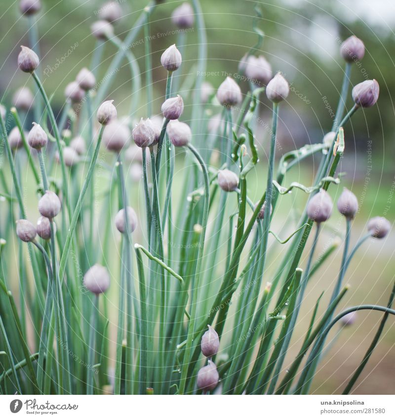 iiiiiiiiiiii Nature Plant Agricultural crop Chives Garden Blossoming Natural Green Violet Garden Bed (Horticulture) Delicate Onion Colour photo Subdued colour