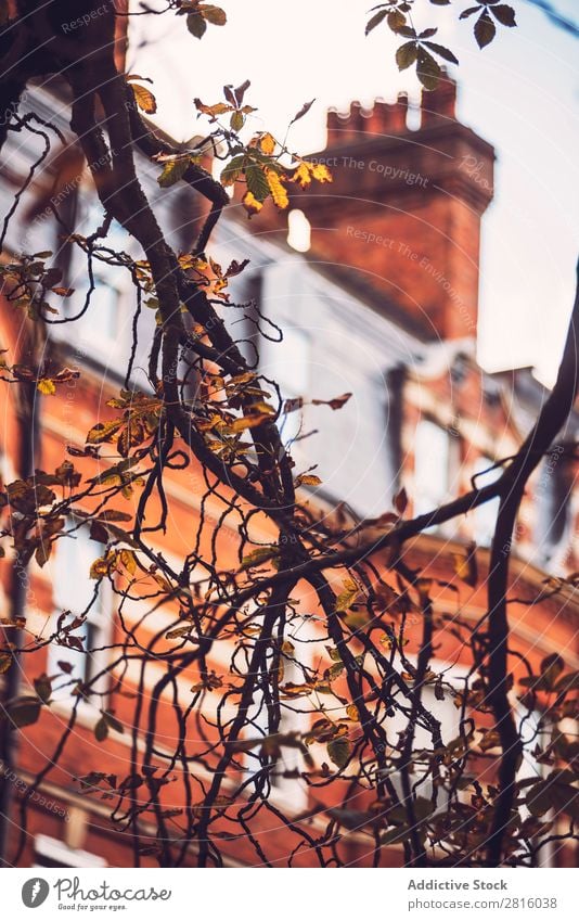 Close-up brunch on the background of brick building. Branch Building London Tree Plant Autumn House (Residential Structure) Brick Architecture Red Flat