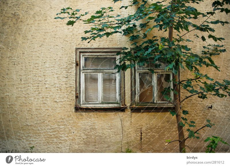 Decreased prospects Summer Tree Wall (barrier) Wall (building) Facade Window Old Esthetic Warmth Serene Calm Poverty Idyll Nostalgia Decline Change