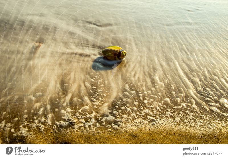 Stranded coconut Elegant Vacation & Travel Trip Adventure Far-off places Freedom Summer Beach Ocean Island Waves Nature Landscape Sand Water Coast Glittering