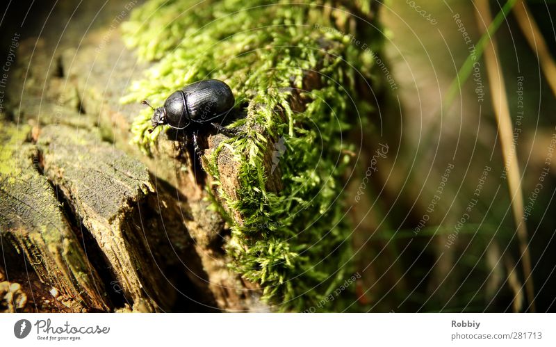 Le petit Géotrupe du fumier Animal Tree Moss Wild animal Beetle 1 Small Brown Green Black dung beetle Tree stump Walking Colour photo Exterior shot