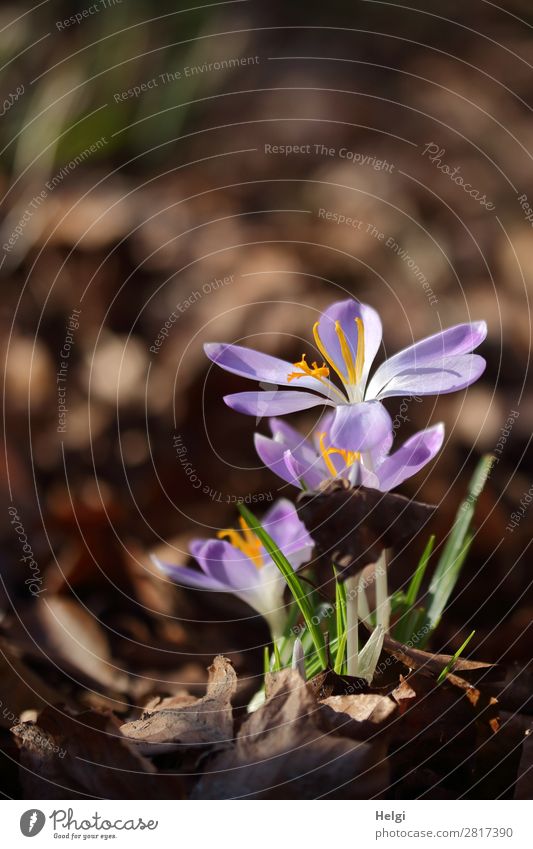 blooming purple crocuses as heralds of spring against a brown background Environment Nature Plant Spring Beautiful weather Flower Leaf Blossom Crocus Garden