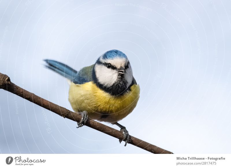 Blue tit on a branch Nature Animal Sky Sunlight Beautiful weather Branch Wild animal Bird Animal face Wing Claw Tit mouse Beak Eyes Feather 1 Observe Looking