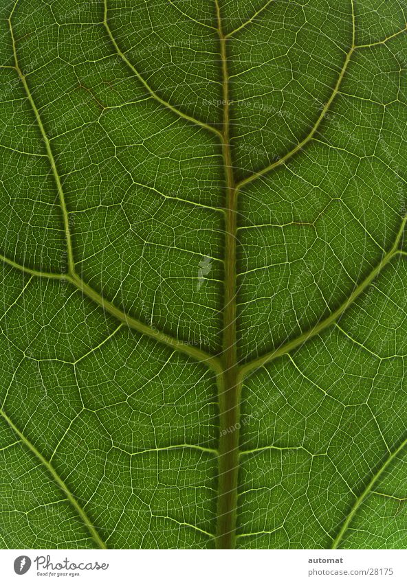 green surface Leaf Green Tree Zoom effect Background picture Nature Flat Houseplant Detail Structures and shapes leaf surface Plant vegetable
