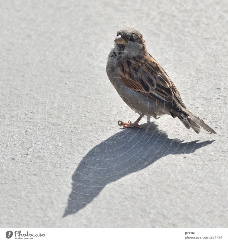 one with shadow Environment Nature Animal Wild animal Bird 1 Brown Gray Sparrow Songbirds Shadow Colour photo Exterior shot Deserted Copy Space left Morning