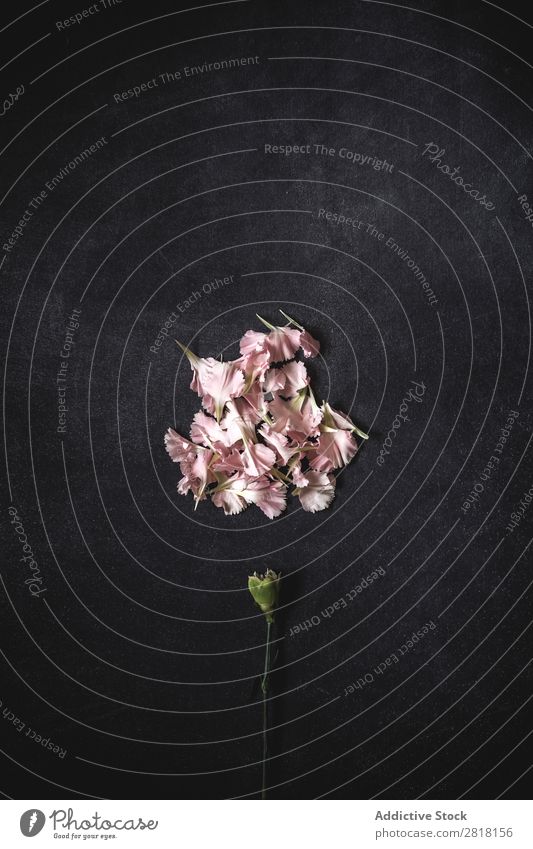 Flowers on black background. Flat lay, top view Background picture Pink carnations Love Consistency Blossom leave Gift valentine Natural Floral Bouquet Birthday