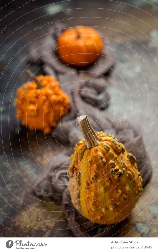 Halloween decoration background Hallowe'en Background picture Autumn Pumpkin Spider Decoration Fear Wood Dark Object photography Night Veal Orange Costume